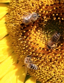 Honigbienen in der Korbblüte einer Sonnenblume